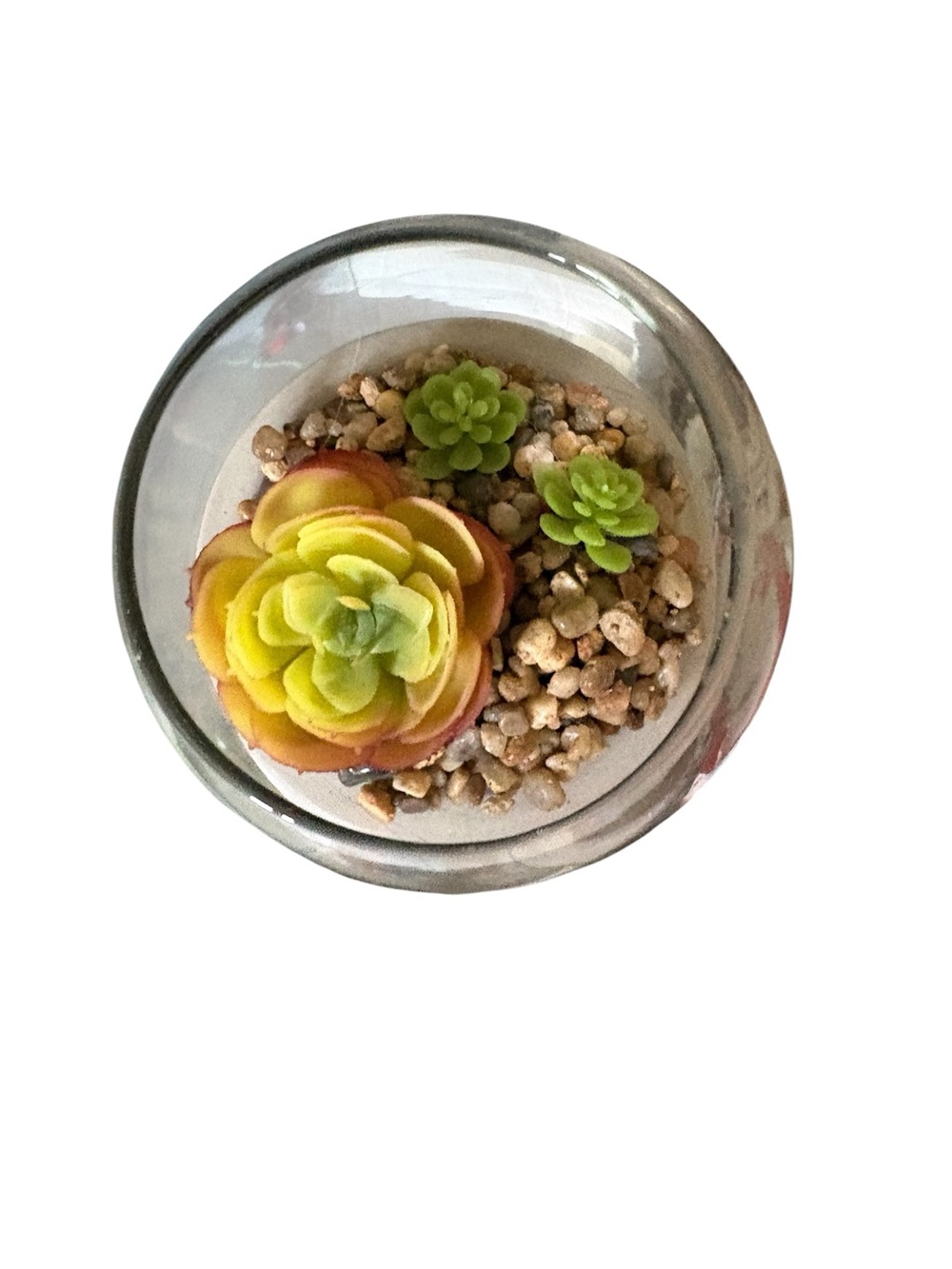 Concrete succulent plant